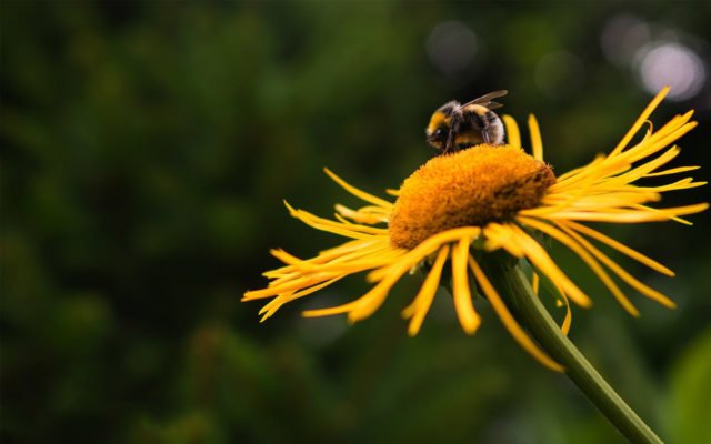 Un jardin, ami de la planete @eden charleroi